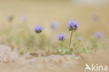 Sheep s-bit (Jasione montana)