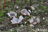 Zandputje (Geopora arenicola)