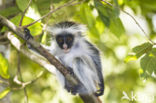 Zanzibarfranjeaap (Piliocolobus kirkii)