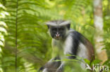 Zanzibarfranjeaap (Piliocolobus kirkii)