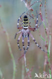 wasp spider (Argiope bruennichi)