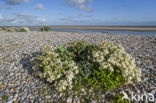 Seakale (Crambe maritima)