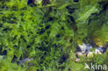 Sea lettuce (Ulva lactuca)