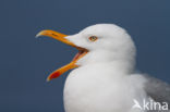 Zilvermeeuw (Larus argentatus)