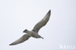 Zilvermeeuw (Larus argentatus)