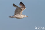 Zilvermeeuw (Larus argentatus)