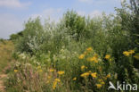 Sweet Scabious / White Top (Erigeron annuus)