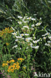 Sweet Scabious / White Top (Erigeron annuus)