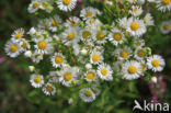 Sweet Scabious / White Top (Erigeron annuus)