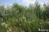 Zomerfijnstraal (Erigeron annuus)