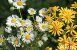 Sweet Scabious / White Top (Erigeron annuus)