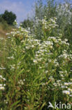 Sweet Scabious / White Top (Erigeron annuus)