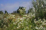 Sweet Scabious / White Top (Erigeron annuus)