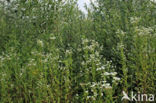 Sweet Scabious / White Top (Erigeron annuus)