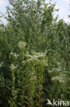 Sweet Scabious / White Top (Erigeron annuus)