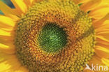 Zonnebloem (Helianthus annuus)