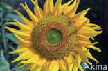 Zonnebloem (Helianthus annuus)