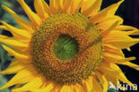 Zonnebloem (Helianthus annuus)