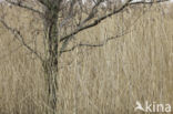 black alder (Alnus glutinosa)