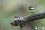 Zwarte Mees (Parus ater)