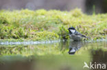 Zwarte Mees (Parus ater)