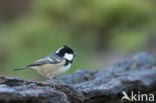 Zwarte Mees (Parus ater)