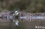 Zwarte Mees (Parus ater)