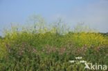 Black Mustard (Brassica nigra)