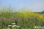 Black Mustard (Brassica nigra)