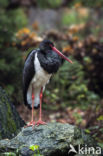 Zwarte Ooievaar (Ciconia nigra)