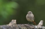 Black Redstart (Phoenicurus ochruros)