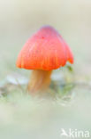 Zwartwordende wasplaat (Hygrocybe conica)