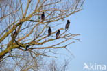 Great Cormorant (Phalacrocorax carbo)