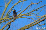 Cormorant (Nannopterum harrisi)