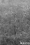 Creeping Thistle (Cirsium arvense)