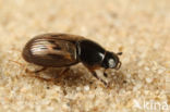 Aphodius contaminatus