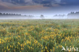 Bog Asphodel (Narthecium ossifragum)