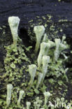 Pixie-cup (Cladonia spec.)