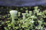 Pixie-cup (Cladonia spec.)