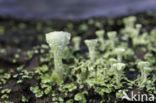 Bekermos (Cladonia spec.)