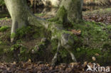 Beech (Fagus sylvatica)