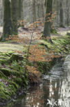 Beech (Fagus sylvatica)