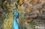 Blauwe pauw (Pavo cristatus)