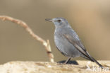 Blauwe Rotslijster (Monticola solitarius)