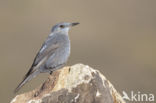 Blauwe Rotslijster (Monticola solitarius)