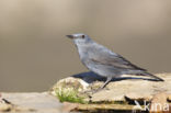 Blauwe Rotslijster (Monticola solitarius)