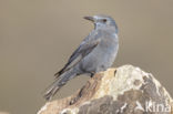 Blauwe Rotslijster (Monticola solitarius)