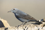 Blauwe Rotslijster (Monticola solitarius)