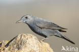 Blauwe Rotslijster (Monticola solitarius)