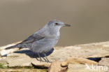 Blauwe Rotslijster (Monticola solitarius)